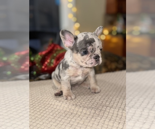 Medium Photo #1 French Bulldog Puppy For Sale in HILTON, NY, USA