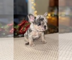 Puppy Tootsie French Bulldog