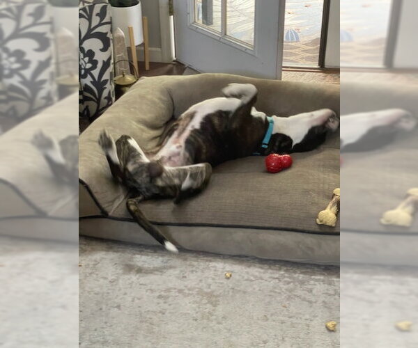 Medium Photo #2 Boxador Puppy For Sale in Chandler, AZ, USA