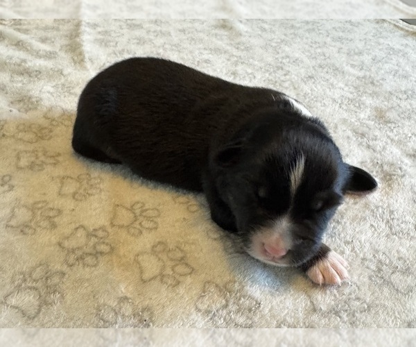 Medium Photo #30 Australian Shepherd Puppy For Sale in SALISBURY, NC, USA