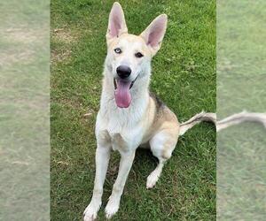 Gerberian Shepsky Dogs for adoption in Sugar Land, TX, USA