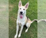 Small Gerberian Shepsky
