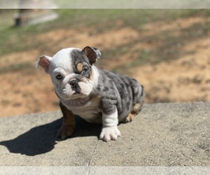 Bulldog Puppy for Sale in ATLANTA, Georgia USA