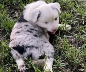 Miniature Australian Shepherd Puppy for sale in ANTLERS, OK, USA