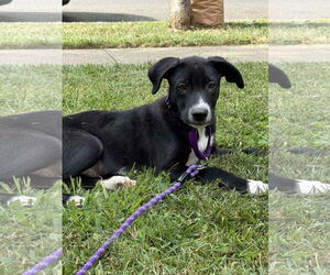 Labrador Retriever-Unknown Mix Dogs for adoption in pomfret, CT, USA