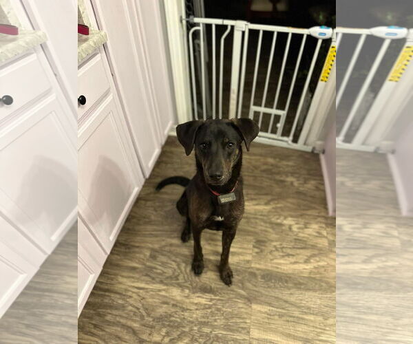 Medium Photo #6 Labrador Retriever-Unknown Mix Puppy For Sale in Holly Springs, NC, USA