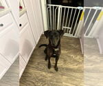 Small #5 Labrador Retriever Mix