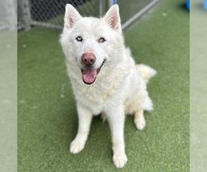 Gerberian Shepsky Dogs for adoption in Camarillo, CA, USA