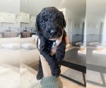 Small Photo #3 Aussiedoodle-Goldendoodle Mix Puppy For Sale in BAKERSFIELD, CA, USA