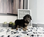 Small Photo #8 Cavapoo Puppy For Sale in FRANKLIN, IN, USA
