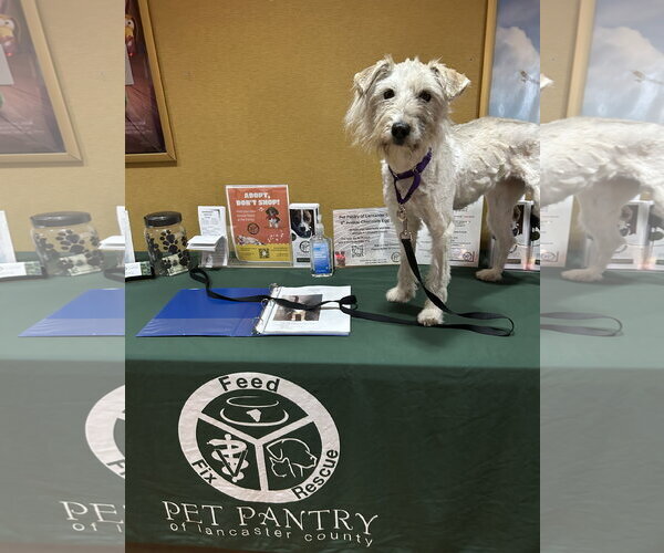 Medium Photo #2 Golden Retriever-Unknown Mix Puppy For Sale in Lancaster, PA, USA