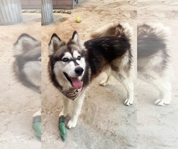 Medium Photo #4 Siberian Husky Puppy For Sale in Santa Clarita, CA, USA