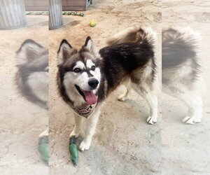 SKY - Female Siberian Husky Dog for Adoption - Photo #4