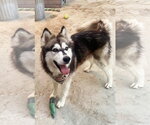Small #3 Siberian Husky