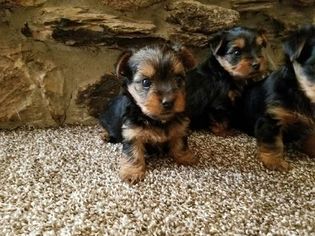 Yorkshire Terrier Puppy for sale in AUSTIN, TX, USA