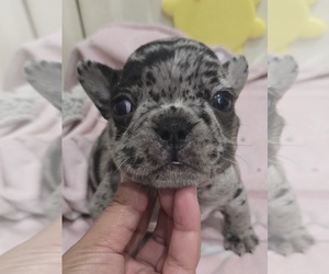 French Bulldog Puppy for sale in NORTH PORT, FL, USA