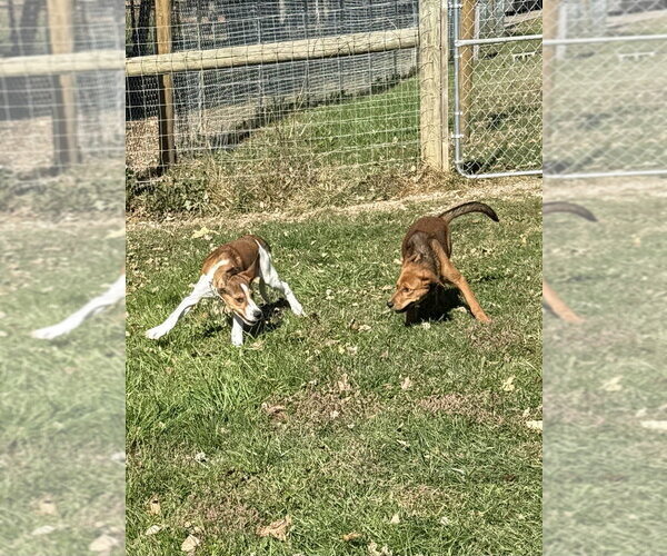 Medium Photo #2 Mutt Puppy For Sale in Osgood, IN, USA