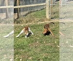 Small Photo #2 Mutt Puppy For Sale in Osgood, IN, USA