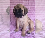 Small #1 Cane Corso