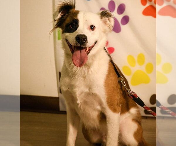 Medium Photo #4 Mutt Puppy For Sale in Brooklyn Center, MN, USA