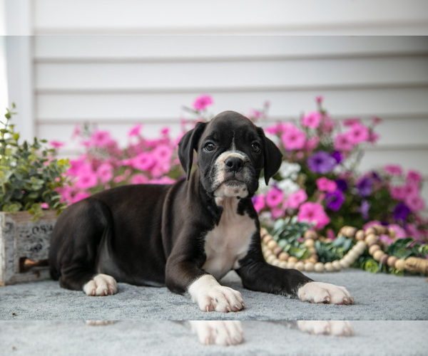 Medium Photo #3 Boxer Puppy For Sale in GRABILL, IN, USA