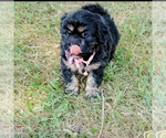 Image preview for Ad Listing. Nickname: Litter of 5