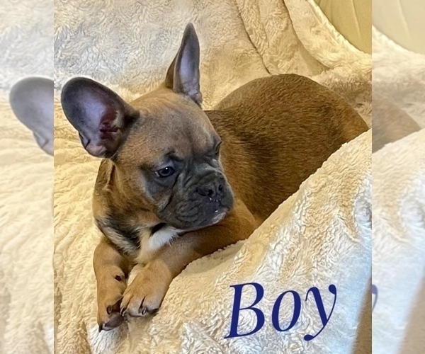 Medium Photo #2 French Bulldog Puppy For Sale in KIRKLAND, WA, USA