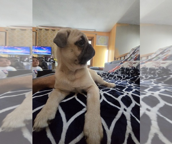 Medium Photo #3 Pug Puppy For Sale in NEW IPSWICH, NH, USA