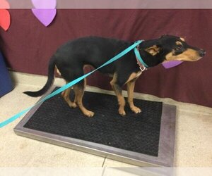 Doberman Pinscher-Unknown Mix Dogs for adoption in Riverside, CA, USA