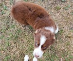 Small Photo #12 Australian Shepherd Puppy For Sale in MARIANNA, FL, USA
