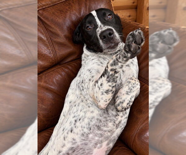 Medium Photo #4 Bassetdor Puppy For Sale in Southbury, CT, USA