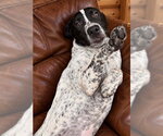 Small Photo #4 Bassetdor Puppy For Sale in Southbury, CT, USA