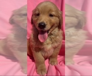 Golden Retriever Puppy for sale in SANTA ANA, CA, USA