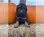 Cordell - Female Bernedoodle (Miniature) Puppy for Sale - Photo #3