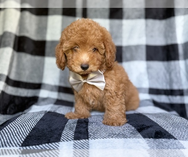 Medium Photo #9 YorkiePoo Puppy For Sale in LAKELAND, FL, USA