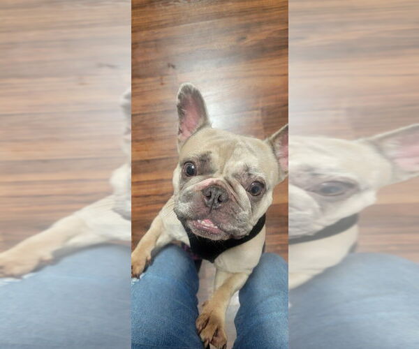 Medium Photo #3 French Bulldog-Unknown Mix Puppy For Sale in San Ramon, CA, USA