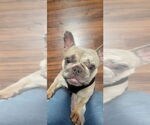 Small #2 French Bulldog Mix