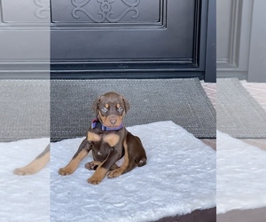 Doberman Pinscher Puppy for sale in SANTA ANA, CA, USA