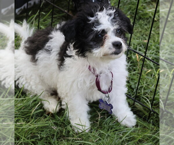 Medium Photo #4 Mutt Puppy For Sale in Oak Bluffs, MA, USA
