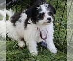 Small #3 Mutt