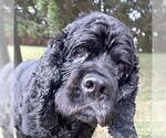 Small Cocker Spaniel