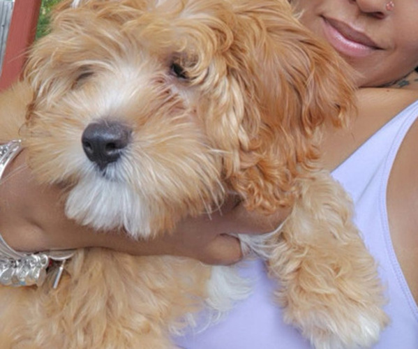 Medium Photo #9 Cock-A-Poo Puppy For Sale in WHITE PLAINS, MD, USA