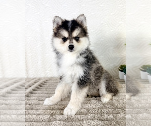 Medium Photo #1 Pomsky Puppy For Sale in GREENFIELD, IN, USA