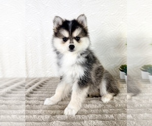 Pomsky Puppy for sale in GREENFIELD, IN, USA