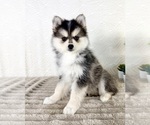Small Pomsky