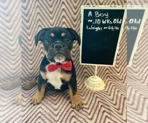 French Bulldog Puppy for sale in SMITHFIELD, NC, USA