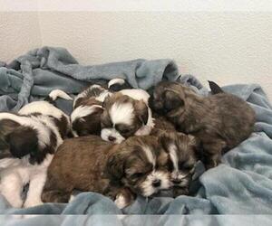 Shih Tzu Puppy for Sale in EXETER, California USA