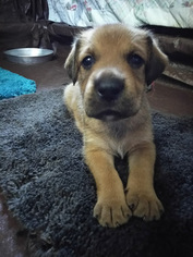 Briard Puppy for sale in CHANDLER, AZ, USA