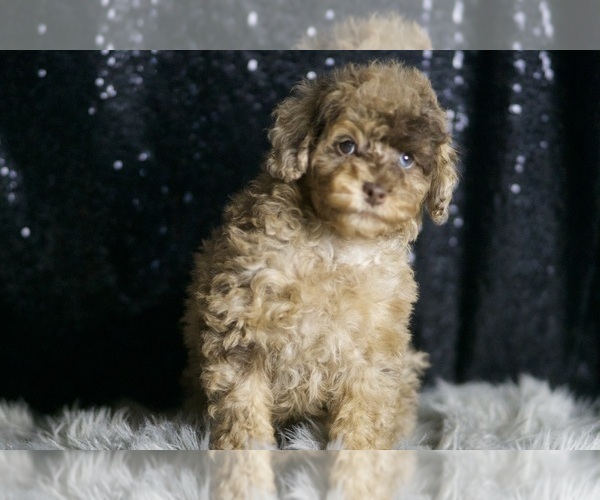 Medium Photo #29 Poodle (Miniature) Puppy For Sale in WARSAW, IN, USA
