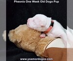 Small Photo #15 Dogo Argentino Puppy For Sale in JANE, MO, USA